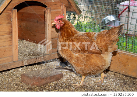 Close up brown hen Gallus domesticus in cozy chicken coop with outdoor enclosure. Close up brown hen Gallus domesticus in cozy chicken coop with outdoor enclosure. 120285100