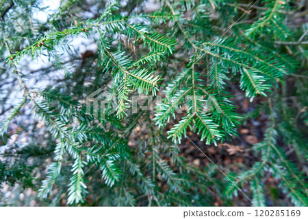 Christmas background with tree branches 120285169