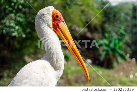 Side view of Yellow-billed Stork Side view of Yellow-billed Stork 120285339