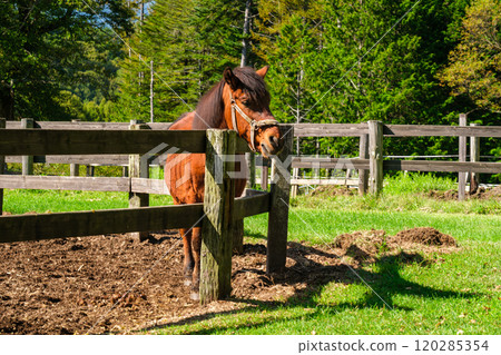 牧場的Kiso馬 牧場的Kiso馬 120285354