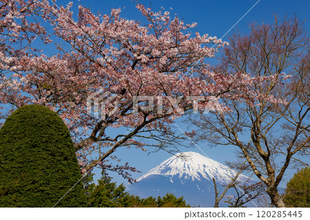 御殿場山和平公園和富士山的櫻花盛開 120285445