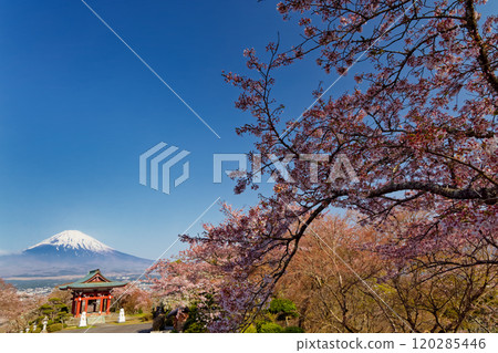 Cherry blossoms at Mt. Gotemba · Peace Park and Mount Fuji 120285446