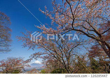 Cherry blossoms at Mt. Gotemba · Peace Park and Mount Fuji Cherry blossoms at Mt. Gotemba · Peace Park and Mount Fuji 120285447