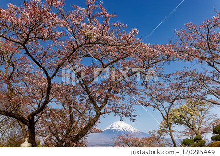 Cherry blossoms at Mt. Gotemba · Peace Park and Mount Fuji 120285449
