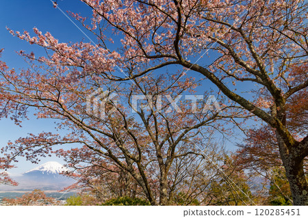 Cherry blossoms at Mt. Gotemba · Peace Park and Mount Fuji Cherry blossoms at Mt. Gotemba · Peace Park and Mount Fuji 120285451