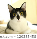Cat front 120285458