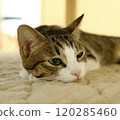 Cat sleeping 120285460