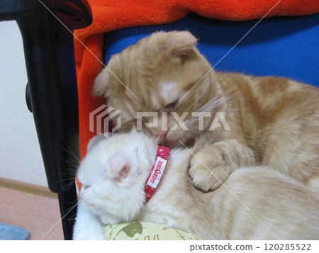 Older brother cat putting a kitten to sleep Older brother cat putting a kitten to sleep 120285522