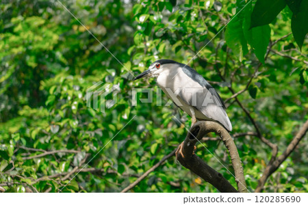 Side view of Black-crowned Night Heron 120285690
