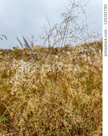Dew-Kissed Autumn Grasses in a Misty Meadow Morning. High quality photo 120285780