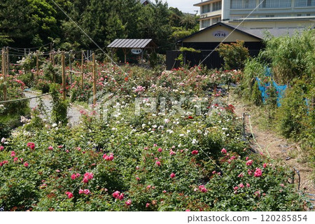 白濱/三崎玫瑰園 白濱/三崎玫瑰園 120285854