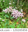 Fujibakama blooming 120285856