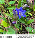 Gentian in bloom 120285857