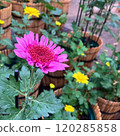 Pink chrysanthemums in full bloom 120285858