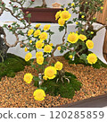 Chrysanthemum bonsai 120285859
