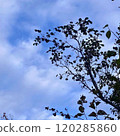 Blue sky and tree silhouette 120285860