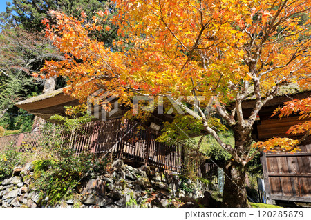 Maple and Hinatami Yakushido 120285879