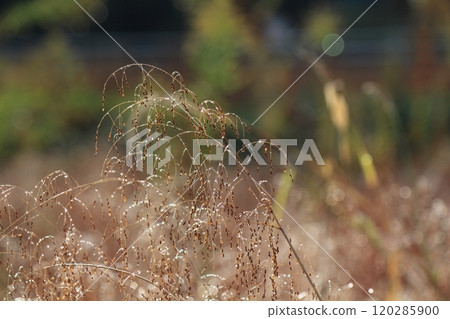 Wild grass and morning dew shining in the morning sun Wild grass and morning dew shining in the morning sun 120285900