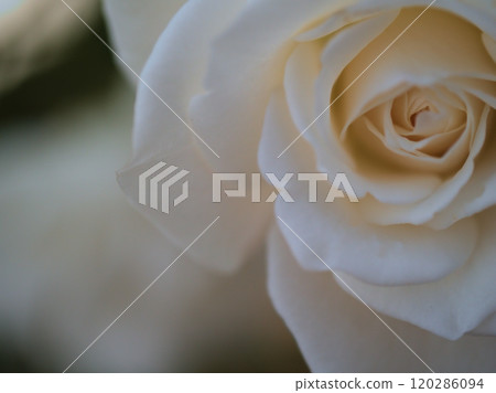A beautiful white rose flower "Iceberg (Schneewitchen)" blooming in October 120286094