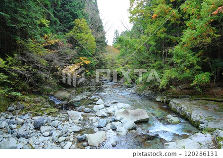 Heading to "Kajika Falls" [Dorogawa Nature Study Trail] / Dorogawa, Tenkawa Village, Nara Prefecture 120286131