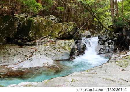 Heading to "Kajika Falls" [Dorogawa Nature Study Trail] / Dorogawa, Tenkawa Village, Nara Prefecture 120286141