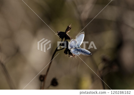 狼科動物棲息在枯枝上 ♂ 狼科動物棲息在枯枝上 ♂ 120286182