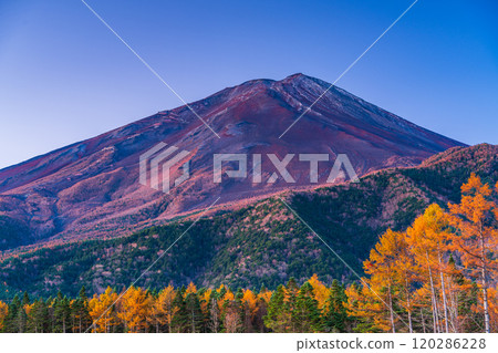 [Yamanashi Prefecture] Late autumn larch leaves and Mount Fuji shining in the morning sun 120286228