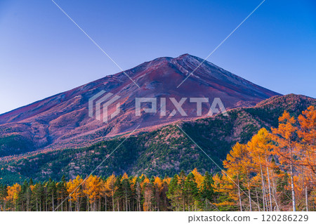 [Yamanashi Prefecture] Late autumn larch leaves and Mount Fuji shining in the morning sun 120286229