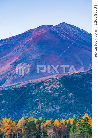 【山梨縣】深秋的落葉松黃葉和富士山在朝陽下閃閃發光 120286233