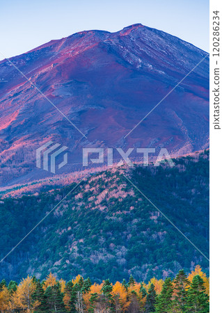 【山梨縣】深秋的落葉松黃葉和富士山在朝陽下閃閃發光 120286234