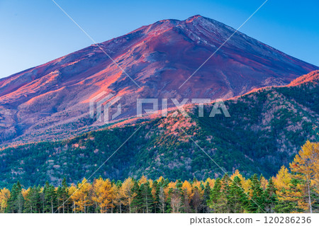 [Yamanashi Prefecture] Late autumn larch leaves and Mount Fuji shining in the morning sun 120286236