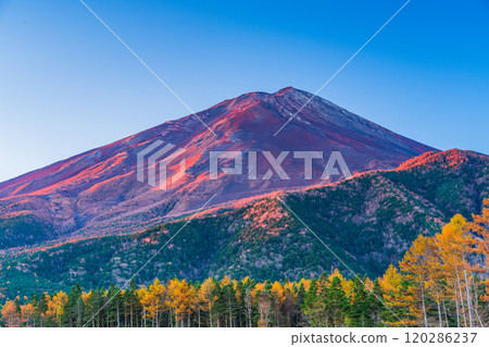 [Yamanashi Prefecture] Late autumn larch leaves and Mount Fuji shining in the morning sun 120286237