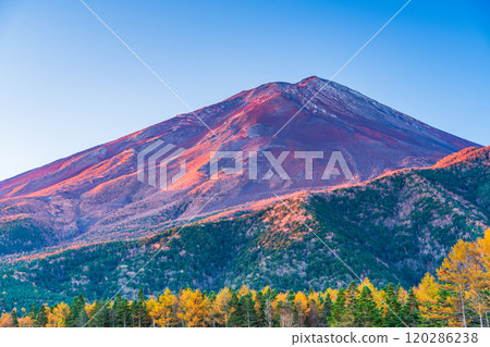 [Yamanashi Prefecture] Late autumn larch leaves and Mount Fuji shining in the morning sun 120286238