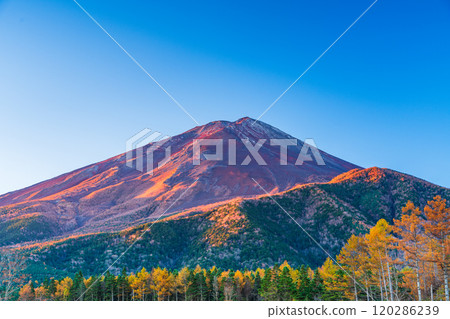 [Yamanashi Prefecture] Late autumn larch leaves and Mount Fuji shining in the morning sun 120286239