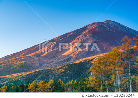 [Yamanashi Prefecture] Late autumn larch leaves and Mount Fuji shining in the morning sun 120286244
