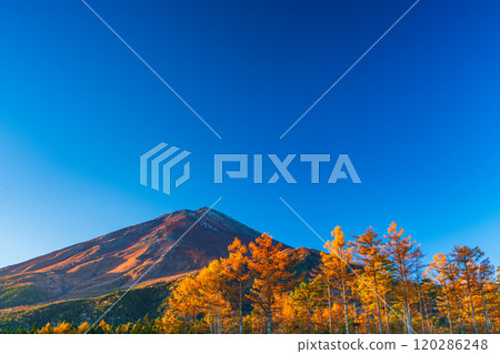 [Yamanashi Prefecture] Late autumn larch leaves and Mount Fuji shining in the morning sun 120286248