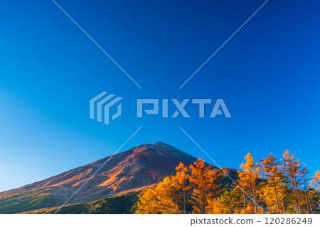 [Yamanashi Prefecture] Late autumn larch leaves and Mount Fuji shining in the morning sun 120286249