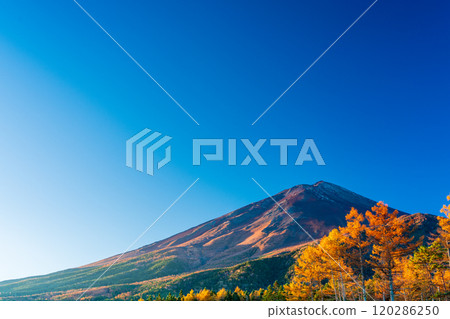 [Yamanashi Prefecture] Late autumn larch leaves and Mount Fuji shining in the morning sun 120286250