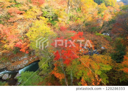 Autumn leaves in Amagatani Valley (Kokonoe Town, Oita Prefecture) 120286333