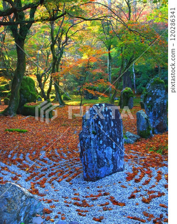 Komyozenji Temple in autumn (Dazaifu City, vertical composition) 120286341