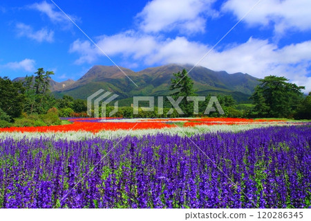 Kuju Mountain Range and Salvia Field (Kusumi-cho, Takeda City) Kuju Mountain Range and Salvia Field (Kusumi-cho, Takeda City) 120286345