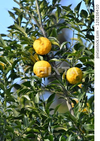 柚子的果實 柚子的果實 120286410