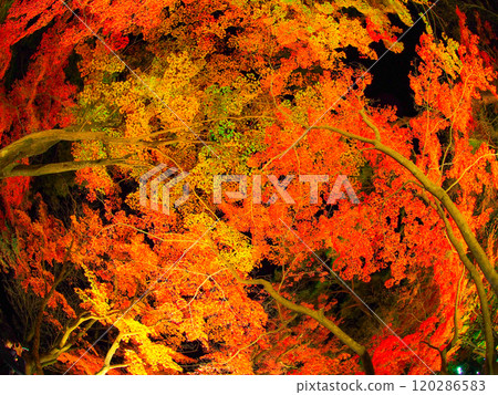 長瀞紅葉祭燈 長瀞紅葉祭燈 120286583