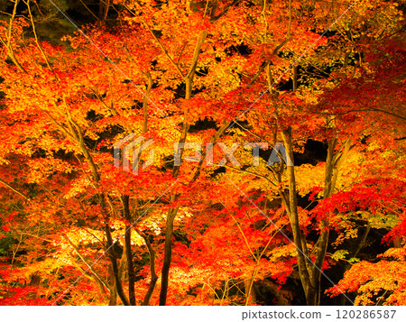 長瀞紅葉祭燈 120286587