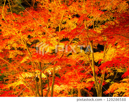 長瀞紅葉祭燈 長瀞紅葉祭燈 120286588