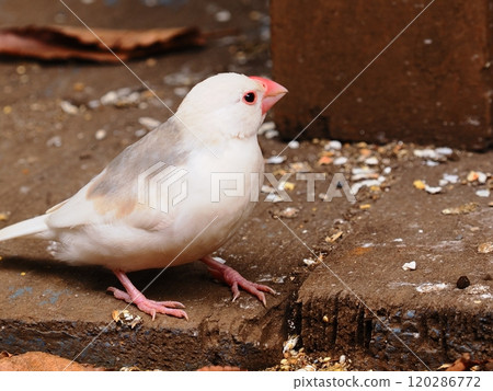 Landscape with Java Sparrows 120286772