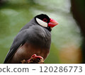 Relaxing Sakura Java Sparrow 120286773