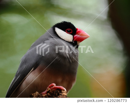 Relaxing Sakura Java Sparrow Relaxing Sakura Java Sparrow 120286773