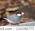 Staring Sakura Java Sparrow 120286775
