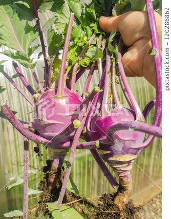 A woman's hand holds a kohlrabi crop, two cabbage turnips with leaves and roots from an elevated garden bed, vertical photo 120286862